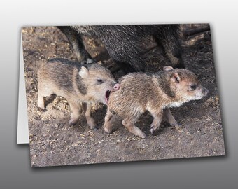 Two Javelina Babies Playing - Greeting Card