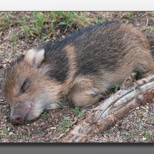 Baby Javelina Taking a Nap - Large Glass Cutting Board