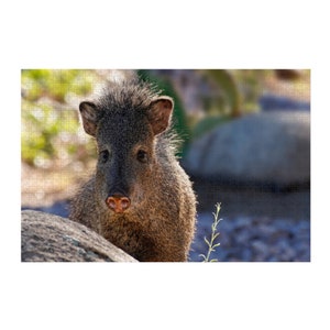 Jigsaw Puzzle - Sweet Faced Javelina