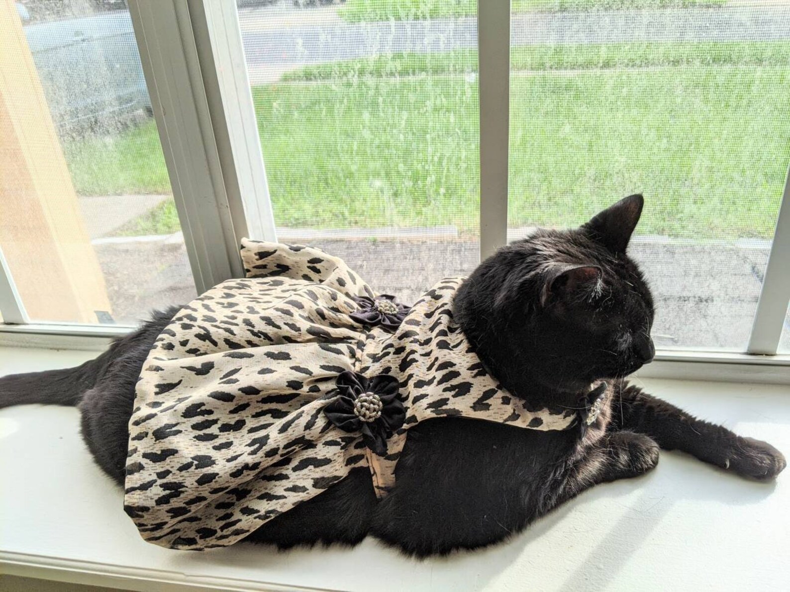 Formal Cat Dress Wedding Cat Attire Comfortable Cat Clothes Etsy