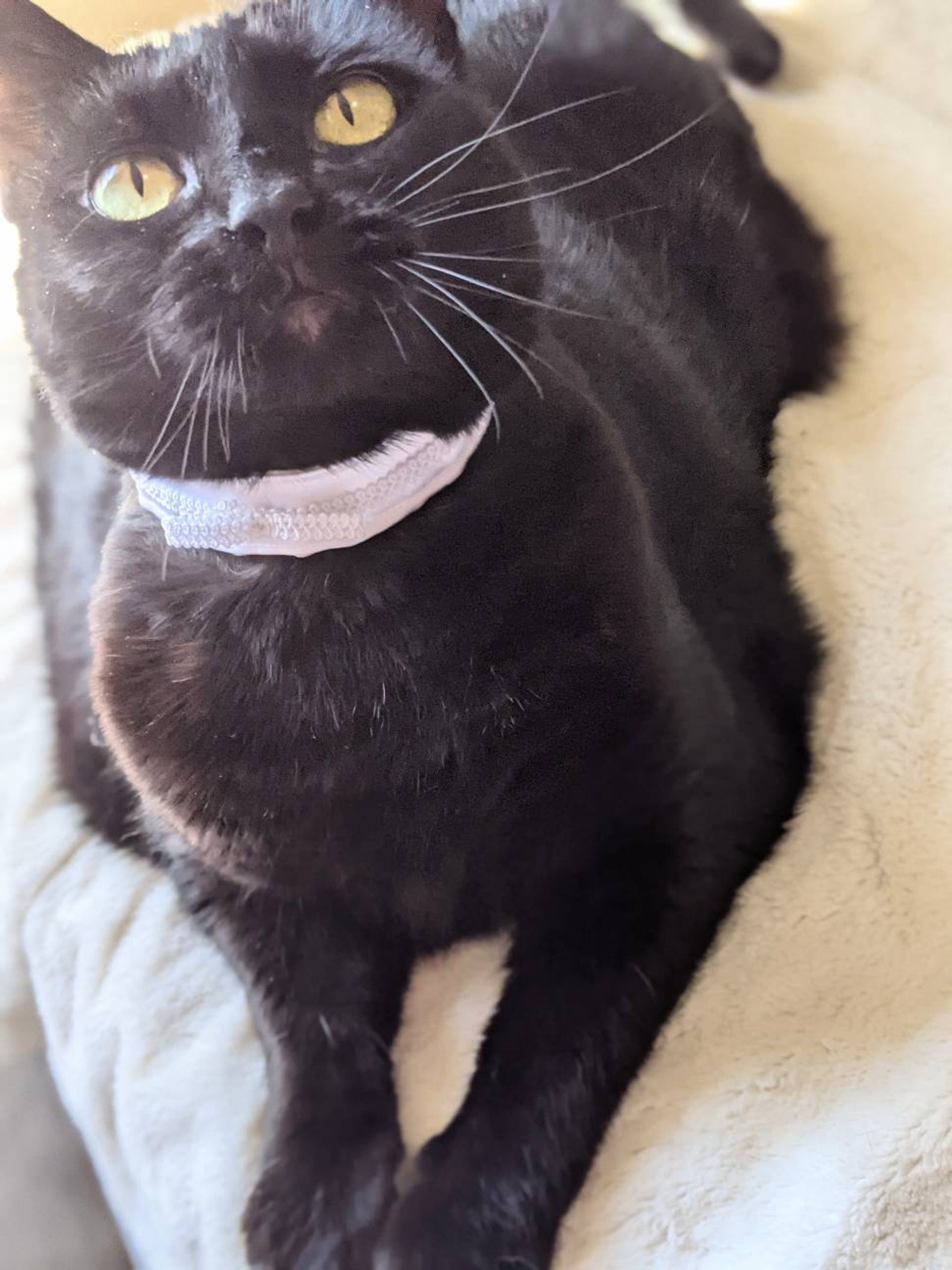 White Cat Collar for Cat White Wedding Collar Accessory Etsy