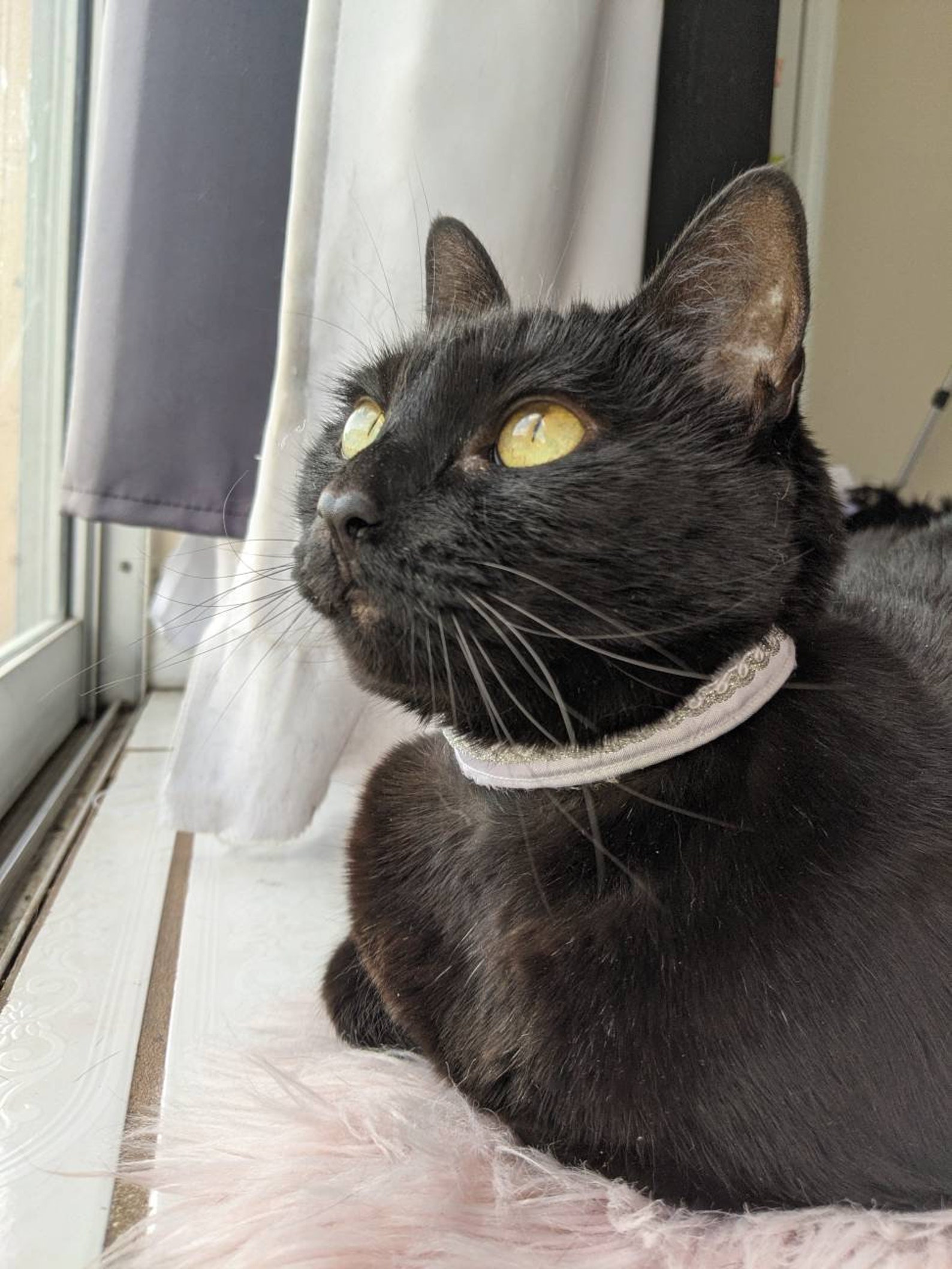White Wedding Collar for Cat Elegant Cat Accessory White Cat Etsy