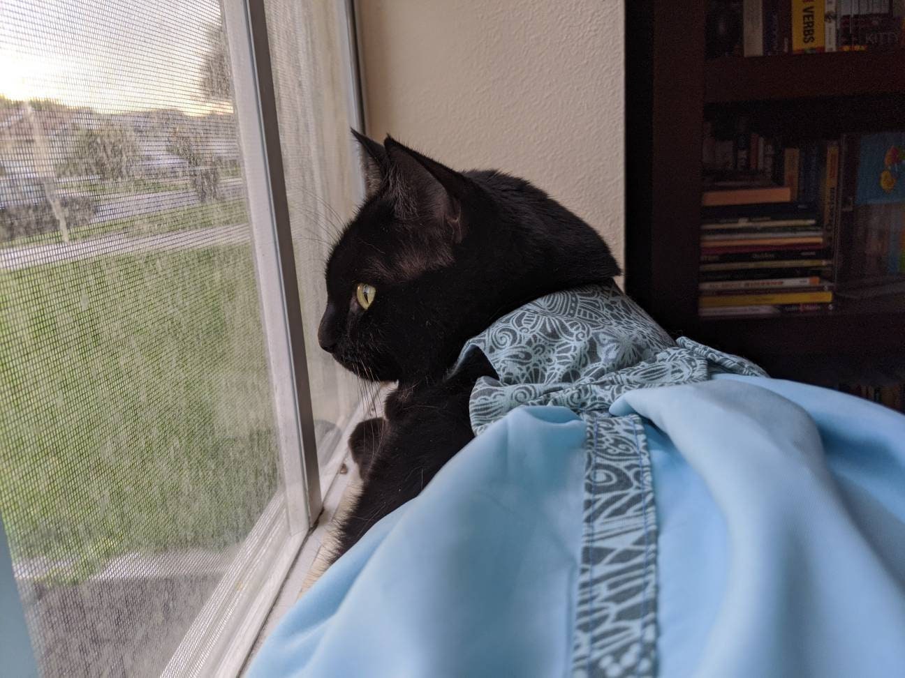 Blue Dress for Cats Birthday Dress for Cats Something Blue Etsy