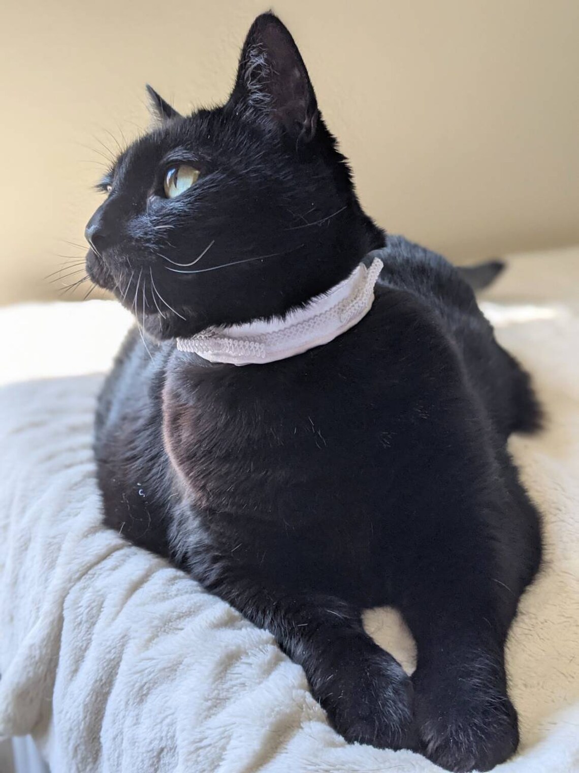 White Cat Collar for Cat White Wedding Collar Accessory Etsy