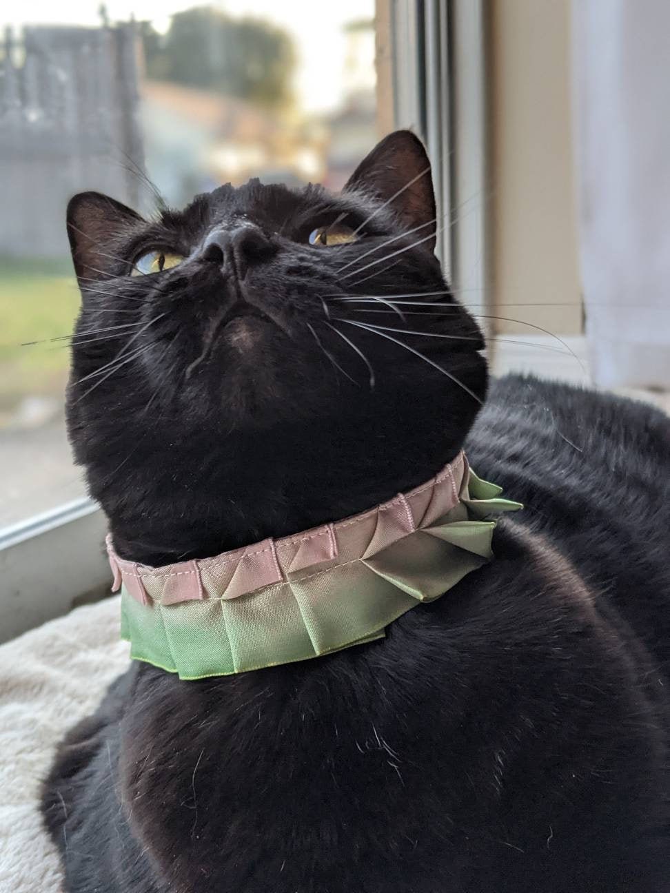 Katze Kragen für Katze Hochzeit Katze Kragen ausgefallene Etsy