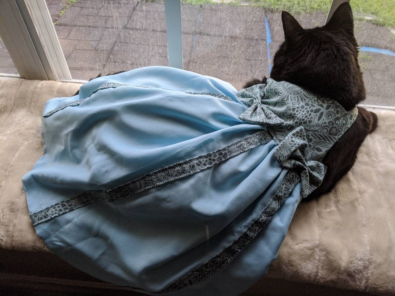 Blue Dress for Cats Birthday Dress for Cats Something Blue Etsy