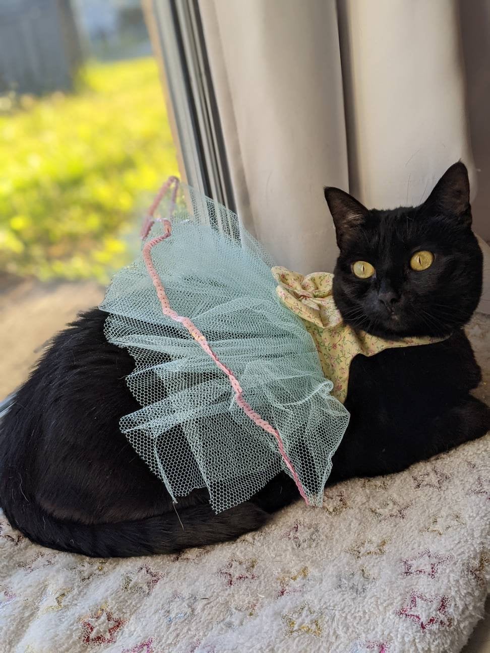 Cute Cat Dress Unique Cat Clothing Wedding Cat Attire Cat Etsy