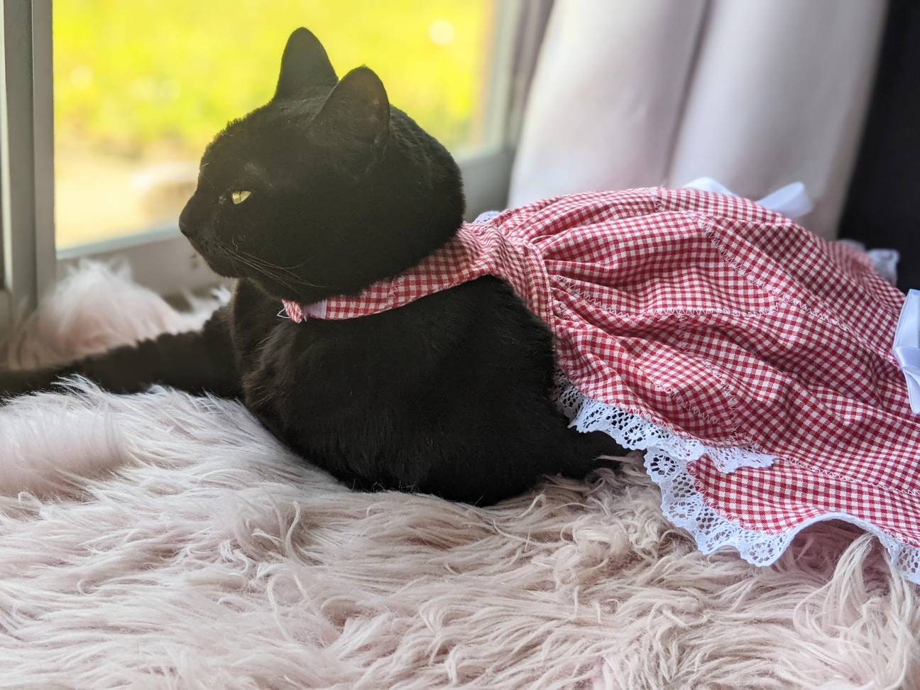 Dress for Cat Victorian Dress for Girl Cat Cat Wear Lace Etsy
