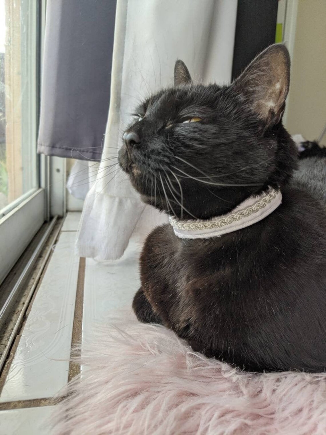 White Wedding Collar for Cat Elegant Cat Accessory White Cat Etsy