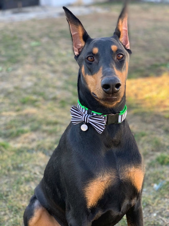 BEETLE BOW TIE Black and White Stripe Dog Bow Tie Dog Collar Bow Tie Dog Collar Accessories Bow Tie for Dogs Fashion Pet Bowtie Etsy UK