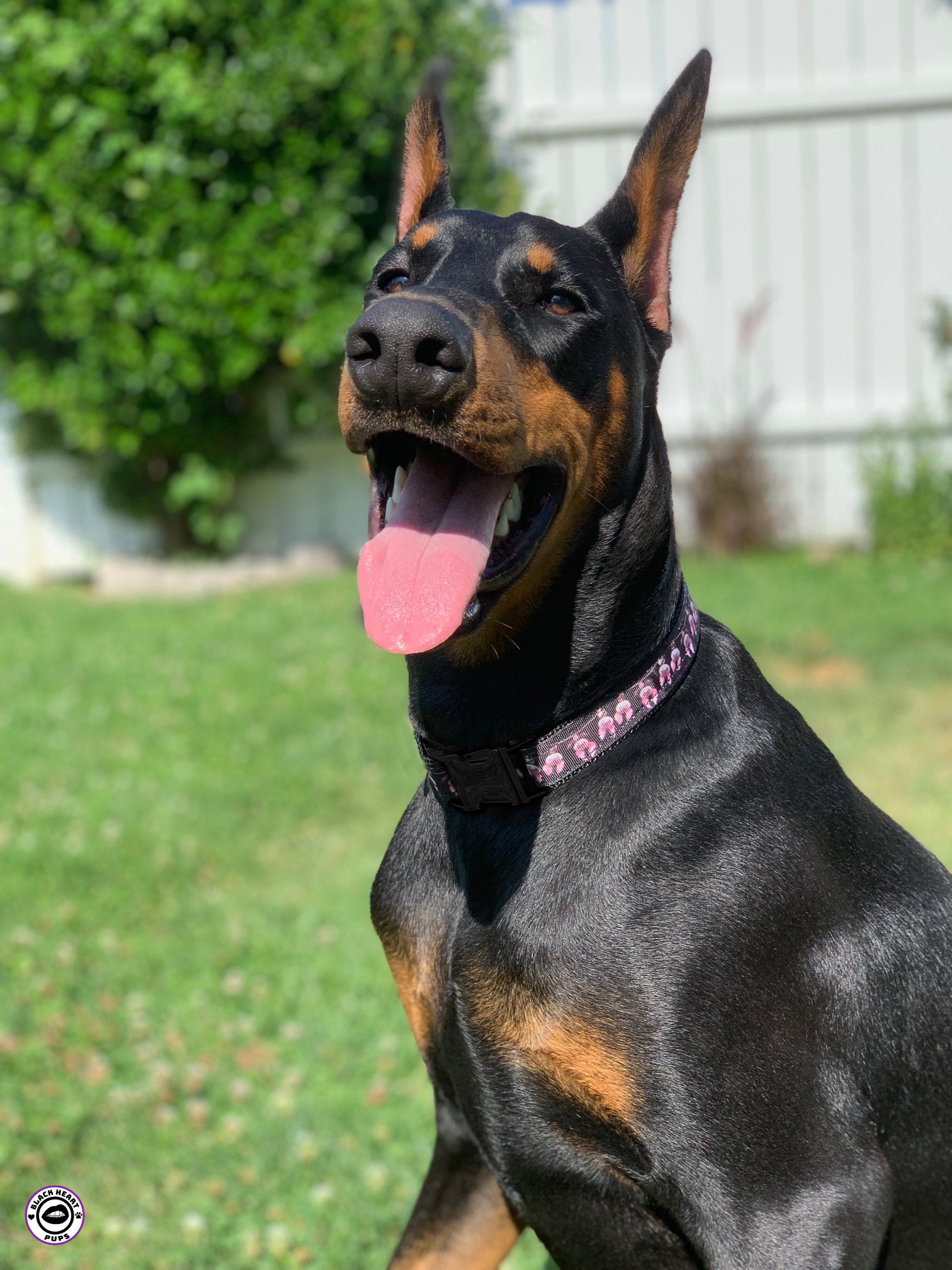 VLAD Bat Dog Collar Gothic Dog Collar Engraved Buckle Etsy UK