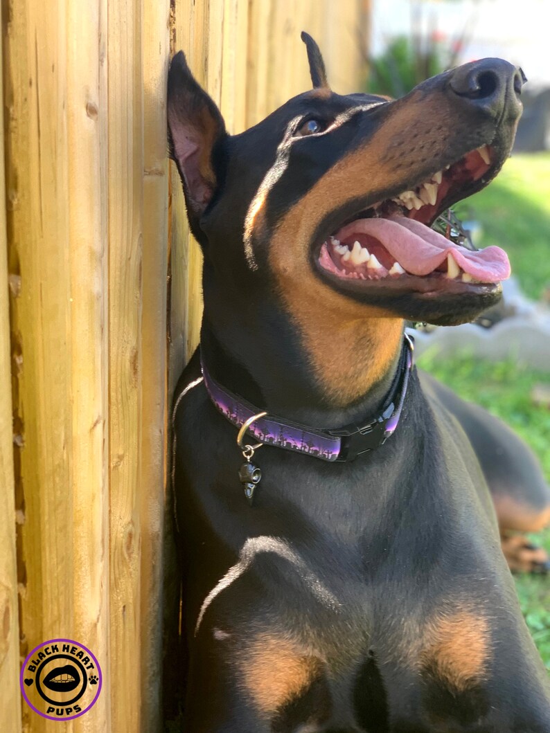 GRIEF Cemetery Dog Collar Gothic Dog Collar Martingale Etsy