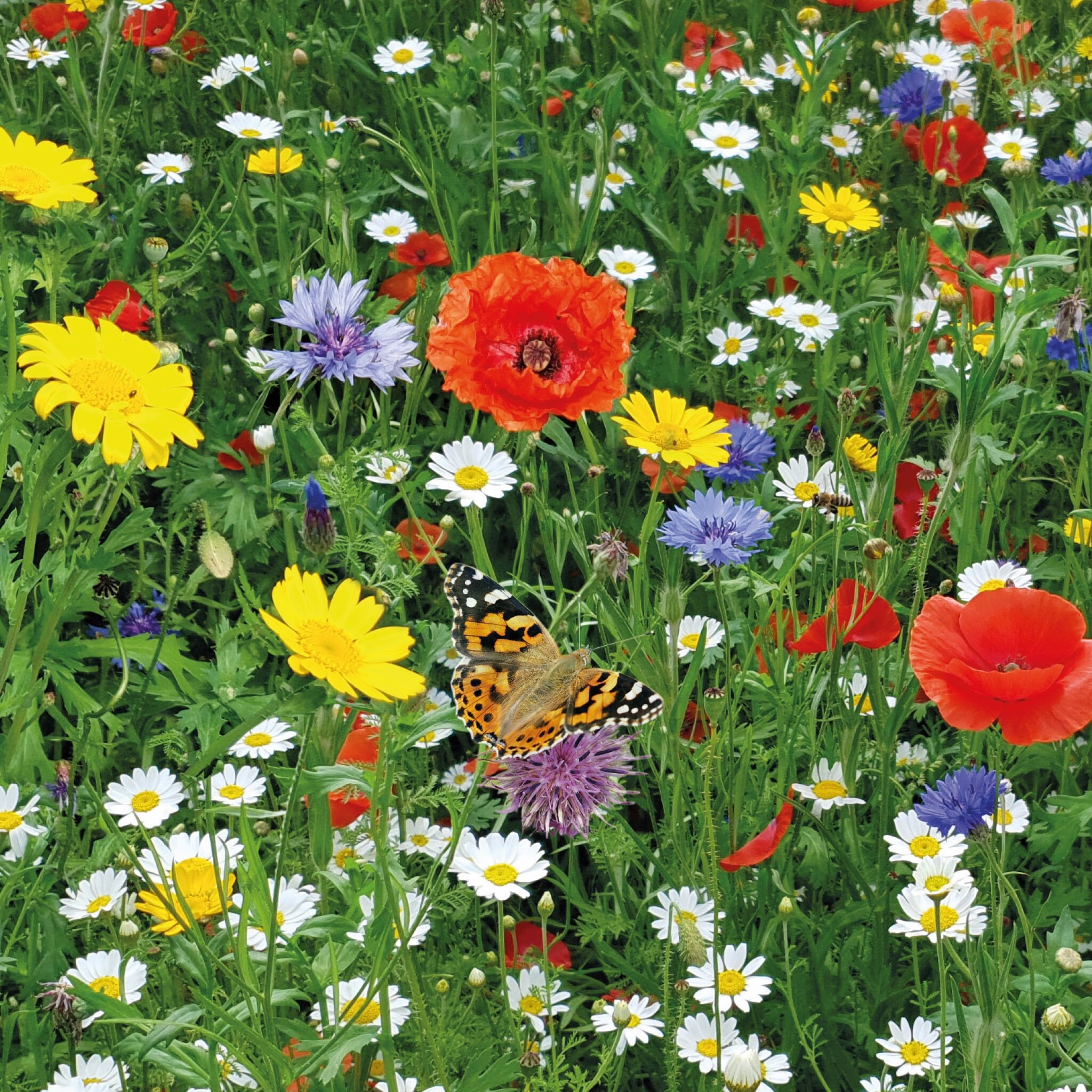 Wildflower Seed Planting Mat Carpet Biodegradable Eco Friendly Etsy