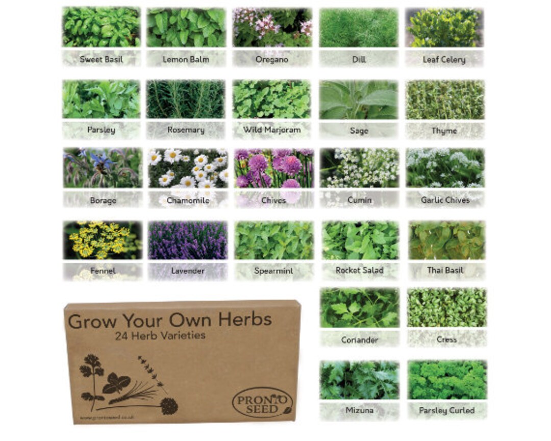 Herb Seeds UK 24 Mixed Herb Seed Varieties Grow Your Own Etsy UK