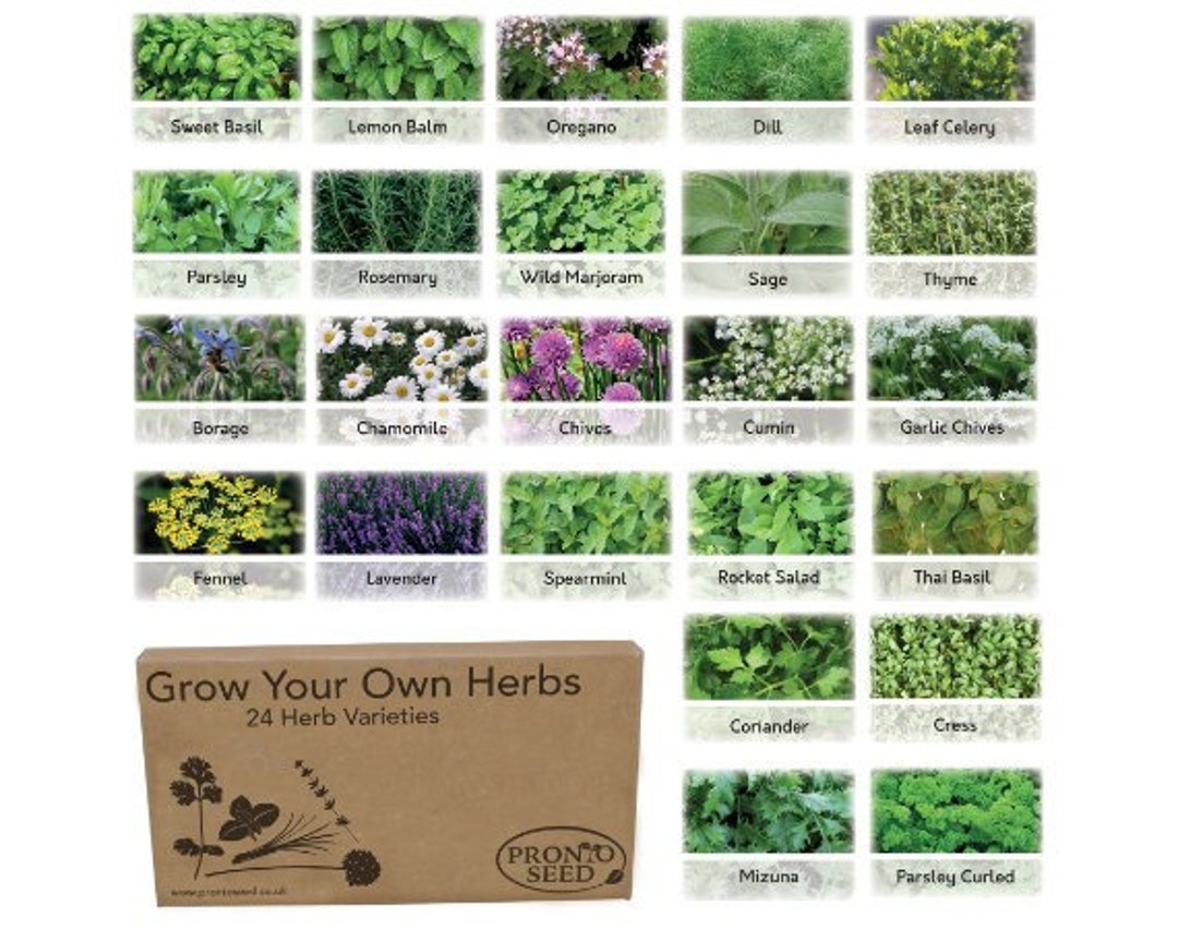 Herb Seeds UK 24 Mixed Herb Seed Varieties Grow Your Own Fresh Herbs