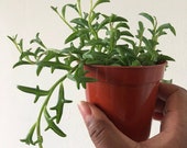 Live String of Dolphins (Senecio Peregrinus)