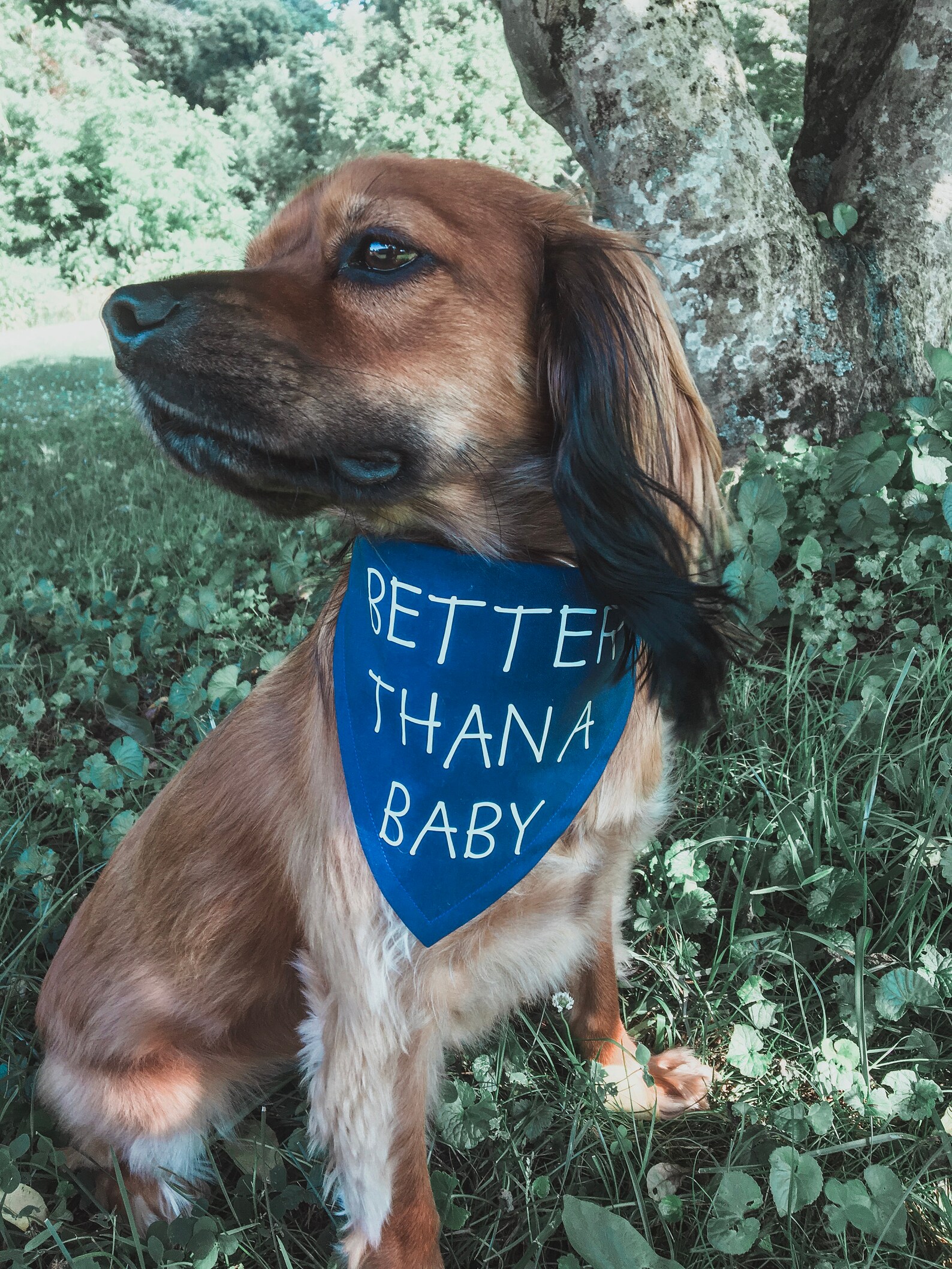 Funny Dog Bandana
 Better Than a Baby Dog Bandana Funny Dog Bandana Dog