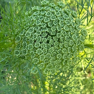 Queen Anne’s Lace Seeds