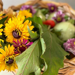 Black Eyed Susan-Double Golden Gloriosa