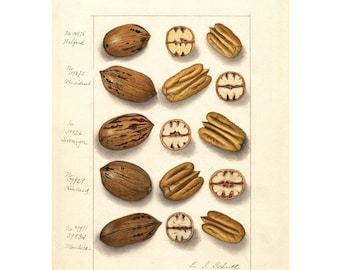 Kitchen Wall Art | Botanical Print | Vintage Pecans Fruit Print | Pecan Nut Poster | A3/A4