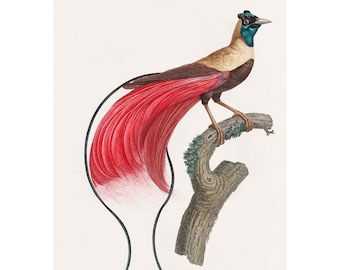 Vintage Bird of Paradise Print: Natural History Ornithology Wall Art