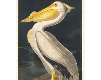 Vintage pelikaanprint: Audubon's Birds of America, ingelijst/ingelijst