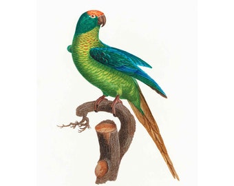 Green Parrot Wall Art Poster Print, Vintage Natural History Ornithology Print, Framed / Unframed