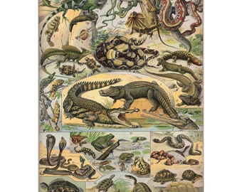 Vintage ReptilienKarte Wandkunst Poster Druck von Adolphe Millot gerahmt/ungerahmt