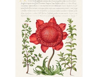 Vintage Poppy Anemone Print: Botanical Calligraphy Art, Joris Hoefnagel