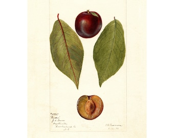 Vintage Plum Fruit Botanical Print: Kitchen Wall Art Poster
