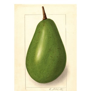 Kitchen Wall Art Print, Watercolor Art Print, Botanical Print, Vintage Avocado Fruit Print, Gift For Her, A3/A4