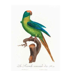 Green Parrot Wall Art Poster Print, Vintage Natural History Ornithology Print, Framed / Unframed