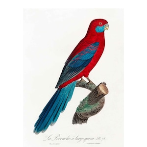 Antique Bird Giclee, Wall Art Poster Print, Natural History Ornithology Print, Framed / Unframed