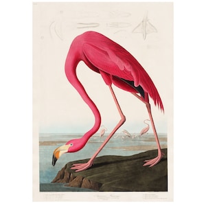 Flamingo Print / Vintage Birds Print / Pink Flamingo Bird Poster / The Birds of America Ilustración por John Audubon A3/A4