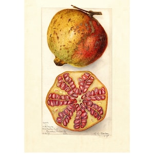 Vintage Botanical Pomegranate Fruit Kitchen Wall Art Poster Print Framed / Unframed