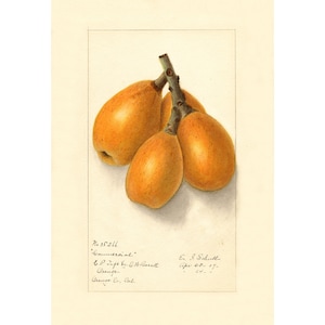 Kitchen Wall Art Print | Botanical Print | Vintage Loquat Fruit Print | Loquat Watercolor Print | A3/A4
