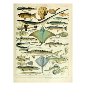 Vintage Fish Print, Wall Art Print, Vintage Fish Chart Poster, Vintage wall art di Adolphe Millot A4 Framed/Unframed