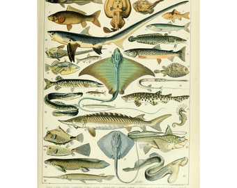 Vintage Fisch Karten Print: Adolphe Millot Illustration