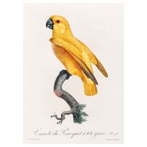 Yellow Parrot Wall Art Poster Print, Vintage Natural History Ornithology Print, Framed / Unframed