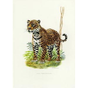 Jaguar Poster Wall Art Decor, Vintage Art Print Framed / Unframed