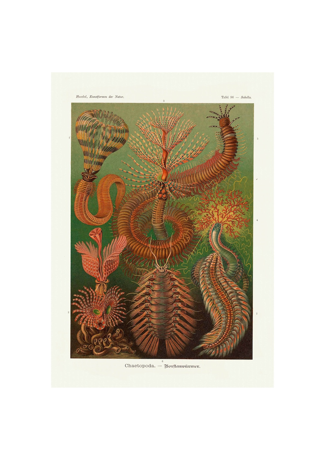 Pelagisch Berouw cultuur Vintage Scientific Poster Sea Life Creatures Wall Art Poster - Etsy
