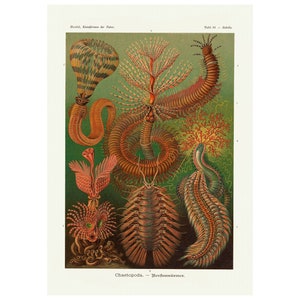 Vintage Scientific Poster, Sea Life Creatures Wall Art Poster Print, Vintage Marine Life Wall Art Print por Ernst Haeckel Enmarcado/Sin marco