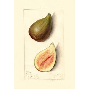 Vintage Fig Fruit Wall Art Poster Print Framed / Unframed
