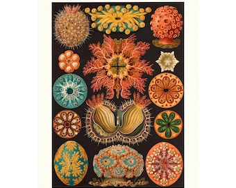 Vintage Marine Biology Sea Squirt Cucumber Poster Print, Art Forms in Nature by Ernst Haeckel  Framed/Unframed