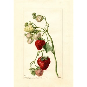 Kitchen Wall Art Print, Watercolor Art Print, Botanical Print, Vintage Strawberry Fruit Print, Gift For Her, A3/A4
