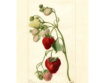 May include: A vintage botanical illustration of a strawberry plant with red and white strawberries. The plant has green leaves and stems. The image is labeled "13761.  Strawberry.  Drawn by J.S.  Gunn."