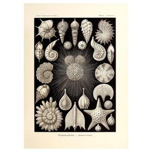 Impresión de póster de vida marina de concha marina vintage, formas de arte de ilustración en la naturaleza por Ernst Haeckel enmarcado/sin marco