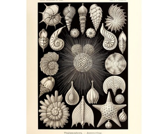 vintage Sea Shell Marine Life Poster Print, Illustration Formes d’art dans la nature par Ernst Haeckel Encadré / Non encadré