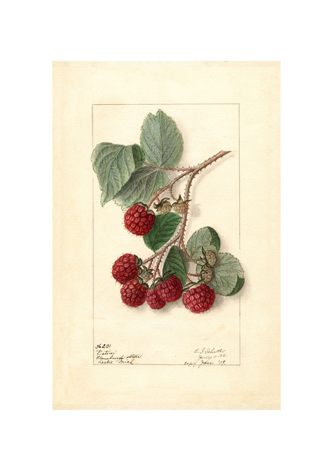 Vintage Raspberry Print: Botanical Kitchen Wall Art Poster - Etsy