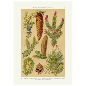 Vintage dennenappel boomkaart botanische kunst aan de muur Poster Print, ingelijst / ongelijst, canvas kunst aan de muur
